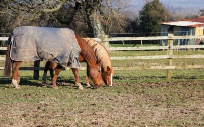 The importance of a properly worded grazing license