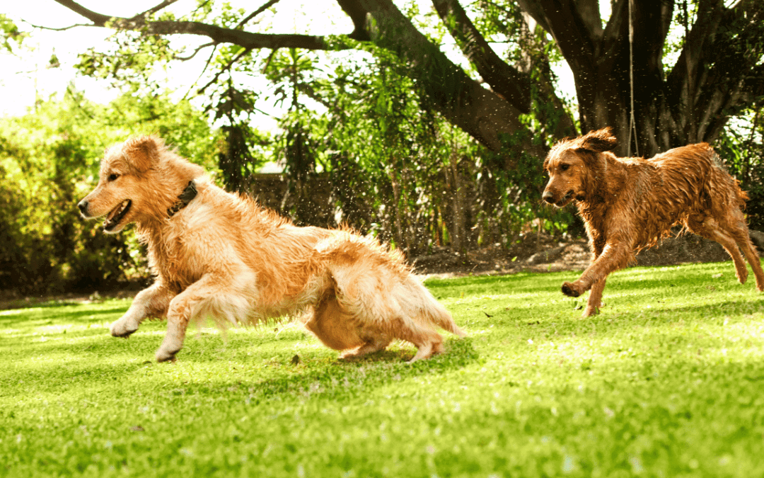 Setting up a dog exercise field? Here’s what you need to know
