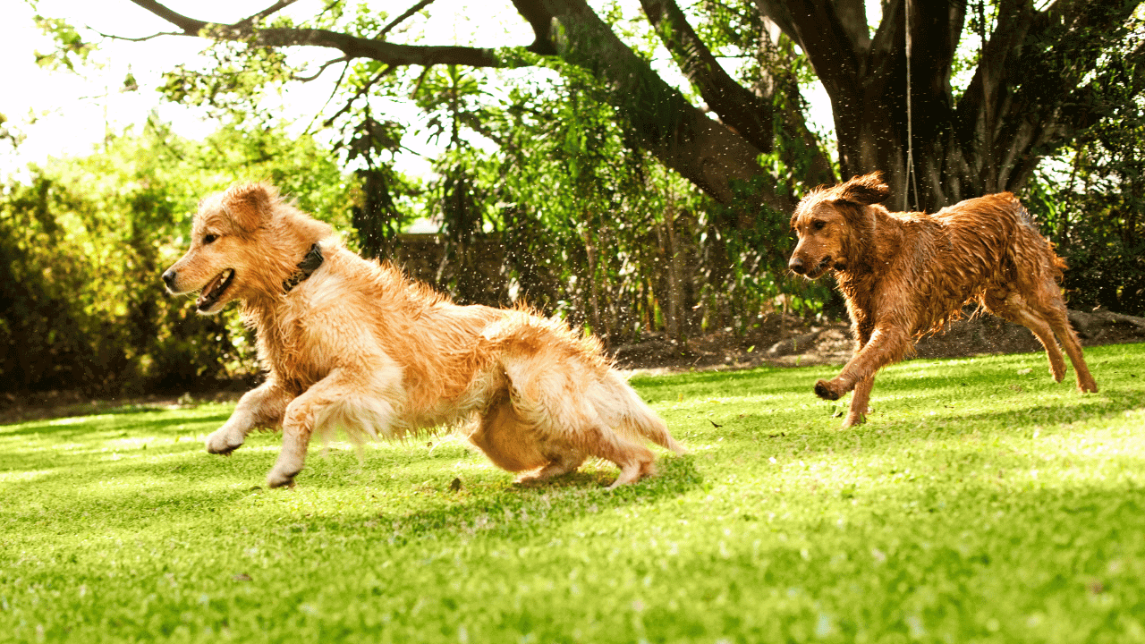 dog exercise area